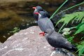 Dierentuin Emmen Mei 2014 02